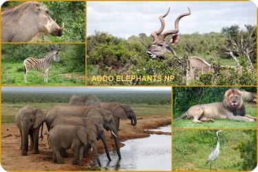 S&uuml;d Afrika 20183